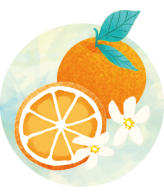 オレンジのイラスト
